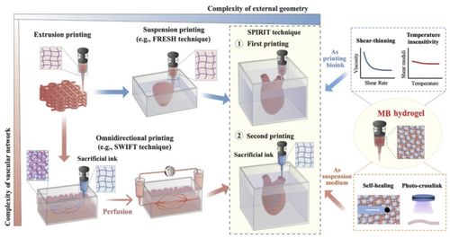 实现心脏模型3D打印“有形又有魂” 清华团队研发逐级悬浮打印技术，为复杂器官体外打印提供新思路